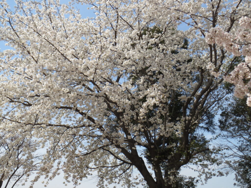 伊勢崎の桜